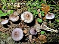 Inocybe geophylla var.lilacina-amf1004